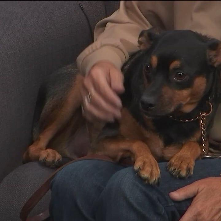 Pet of the Week - Barney the dog looking for a new home